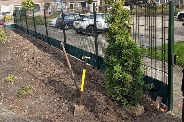 Advies voor het aanplanten van coniferen