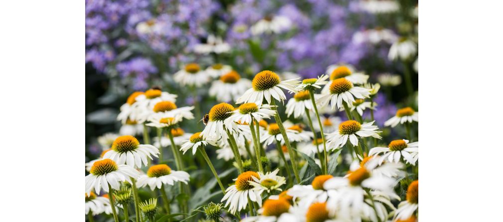 Vaste planten voor een onderhoudsvriendelijke tuin