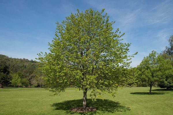 Geboorte- of herdenkingsboom plaatsen