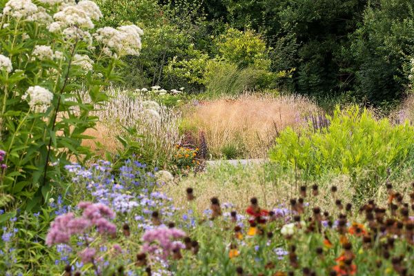 Alles over het belang van inheemse planten