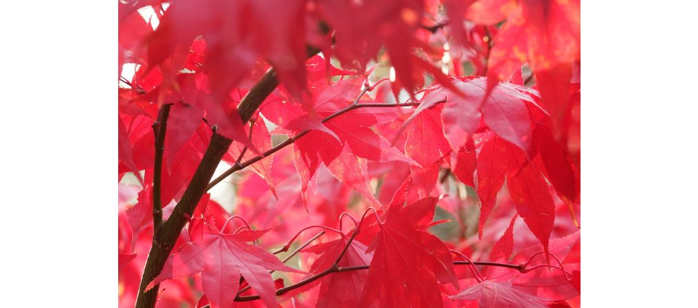 Vaste planten voor een kleurrijke herfsttuin - Japanse Esdoorn