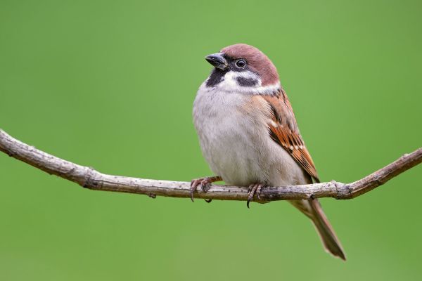 Meer vogels in de tuin? Kies voor deze bomen en planten!