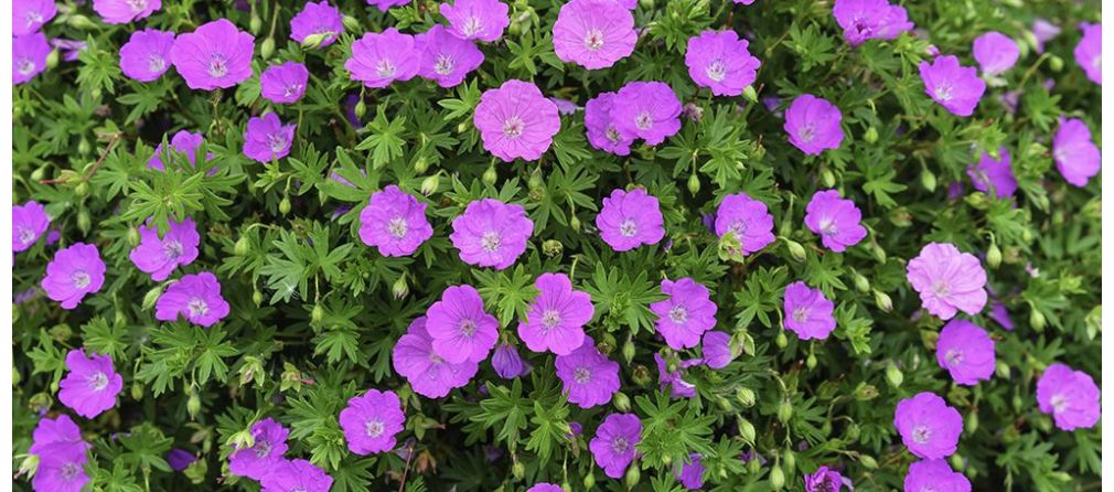 Ooievaarsbek Geranium in jouw tuin