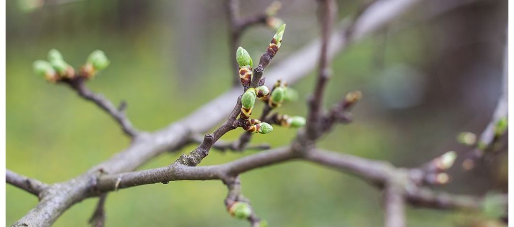 Tuinkalender Maart