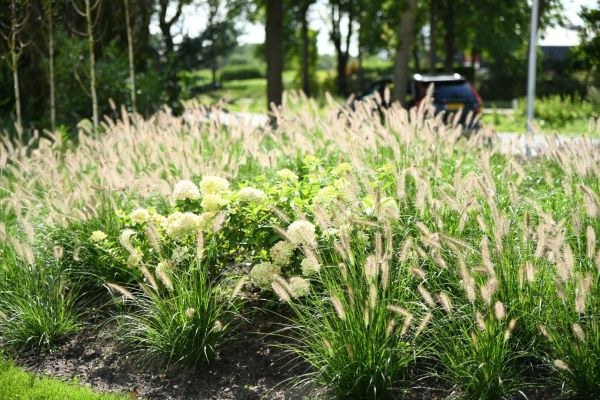 Sierlijke border met siergrassen en hortensia's