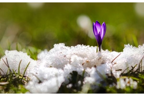 Tuinkalender Februari