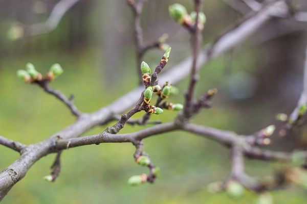 Tuinkalender Maart