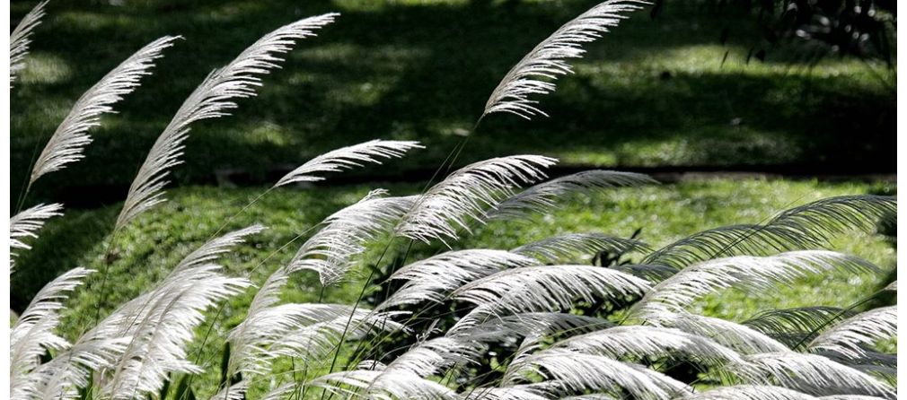 Veel wind in je tuin? Deze planten zijn windbestendig!