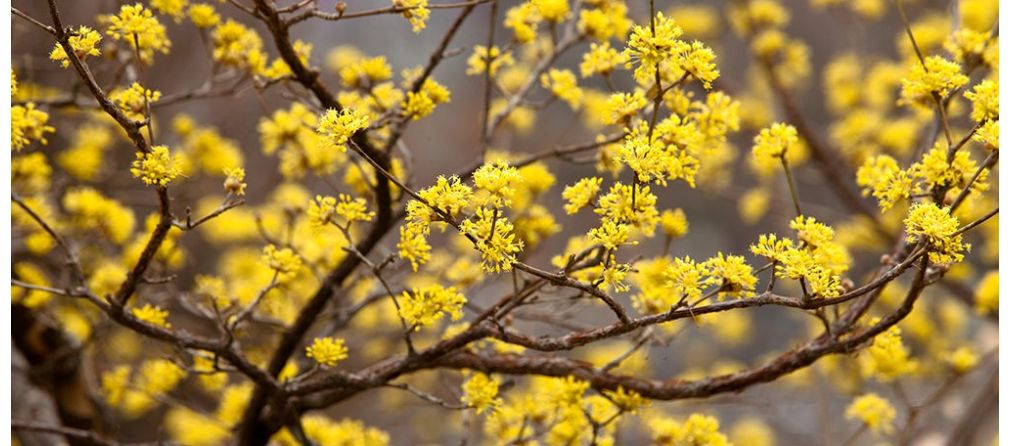 Winterbloeiers: Musthaves voor een stralende wintertuin!