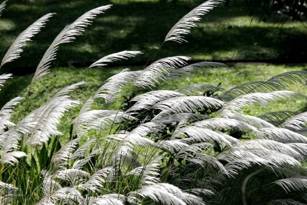 Veel wind in je tuin? Deze planten zijn windbestendig!