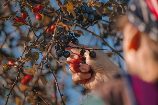 Zelf fruit oogsten: waar moet je op letten?