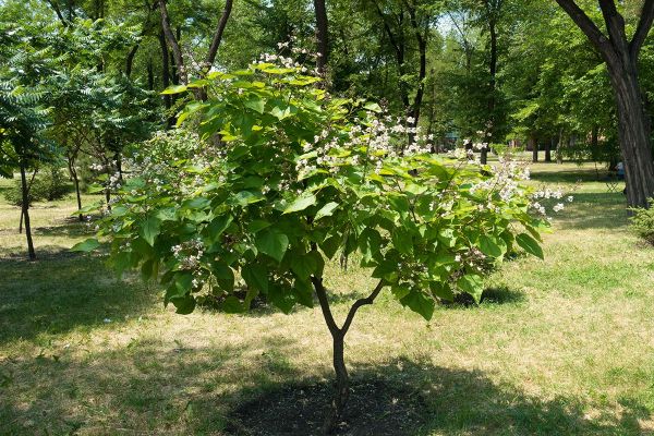 5x meest gemaakte fouten bij het aanplanten van een boom