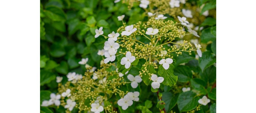 Klimplanten met bloemen