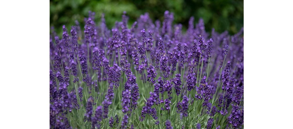 Lavendel snoeien