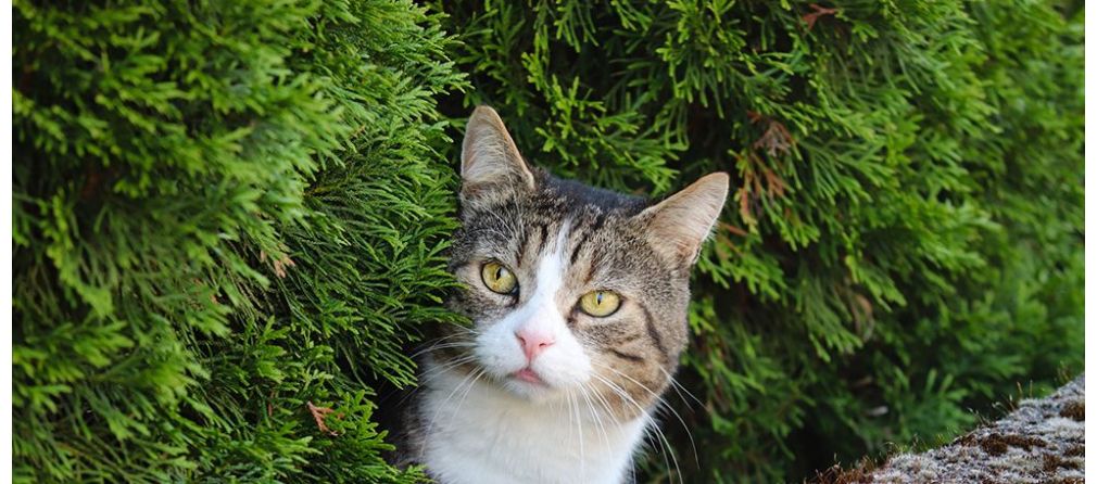 Met welke planten houd je katten weg uit de tuin?