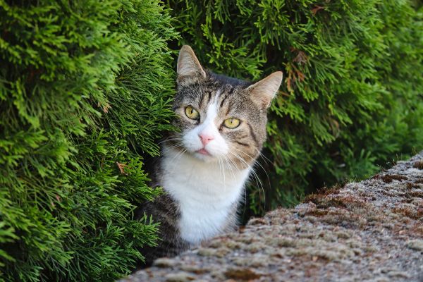 Met welke planten houd je katten weg uit de tuin?