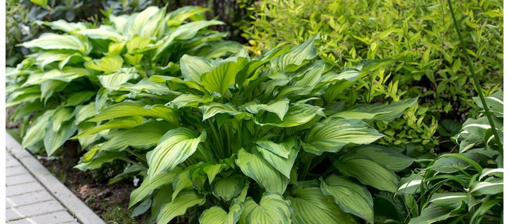 Vaste planten voor in de schaduw - Hosta