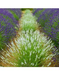 Lavendel Edelweiss