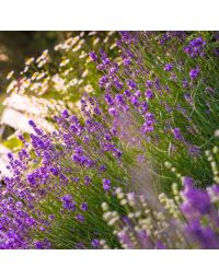 Lavendel Hidcote