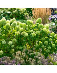 Hydrangea paniculata Little Lime