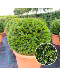 Taxus baccata Bol 