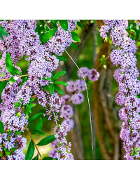 	 Buddleja alternifolia