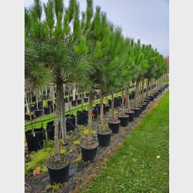 Pinus pinea