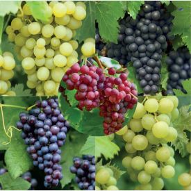 Aanbieding 5 soorten druiven
