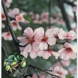 Amandelboom Prunus Robijn