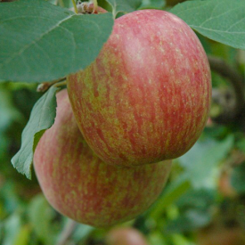 Vrucht appel fuji kiku