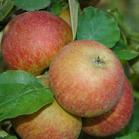 Oude appelboom 'Goudreinet'