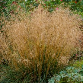 Deschampsia cespitosa Goldschleier