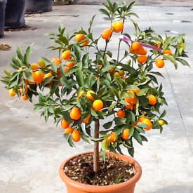 Dwerg Sinaasappelboom Kumkuat