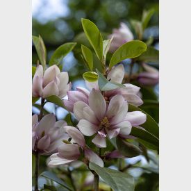Michelia 'Fairy Magnolia Blush'