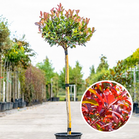 Photinia frasering Little Red Robin