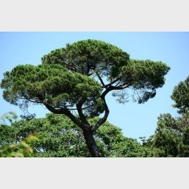 Pinus pinea - Italiaanse Steeneik