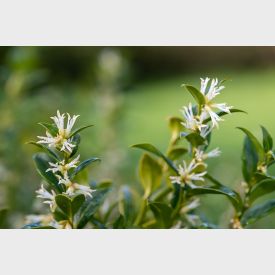 Sarcococca humilis ‘Confusa’ - Vleesbes