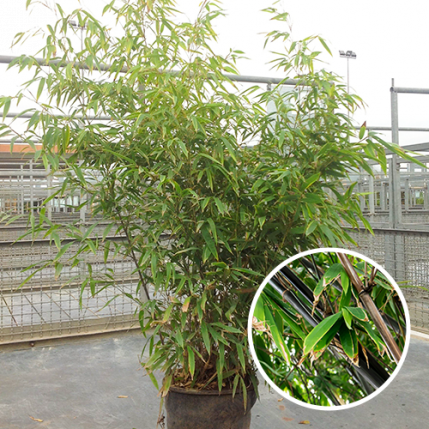 Groot Nationale volkstelling Expertise Bamboe Nigra kopen | Zwarte Bamboe online bestellen| veel soorten bamboe op  onze kwekerij 