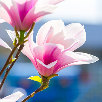 buik Pakistan Turbulentie Magnolia Soulangeana kopen | Koop nu online uw magnolia struk rechtstreeks  bij kwekerij bomenenzo.nl | Wij bezorgen uw Magnolia Soulangeana bij u  thuis.