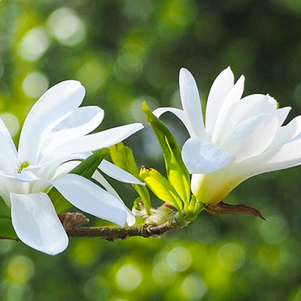 Magnolia Stellata | Wit bloeiende Stermagnolia struik klein | Online kopen kwekerij Bomenenzo.nl