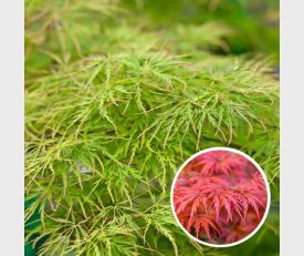 Acer palmatum Dissectum