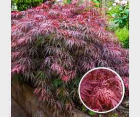 Acer palmatum Garnet