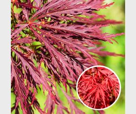 Acer palmatum Inaba-Shidare