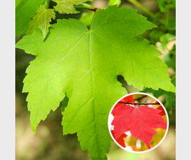 Acer Rubrum