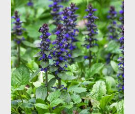 Ajuga reptans