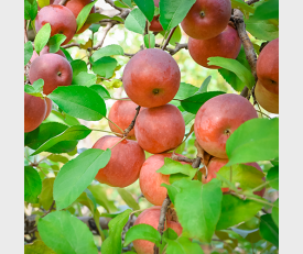 Appelboom Braeburn