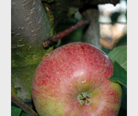 Appelboom Rode Dijkmanszoet