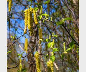 Betula nigra