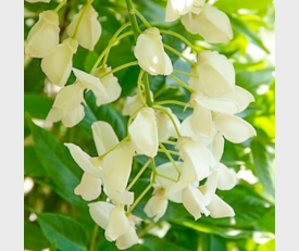 Wisteria floribunda Alba