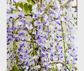 Wisteria floribunda Lawrence